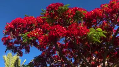 Gösterişli arvore ağacı. Kraliyet Gulmohar 'ı çiçek açtı. Delonix Regia çiçeği. Panikle kraliyet puantiyesi ağacı ve alev ağacı ya da tavus kuşu açan kırmızı ağaç 