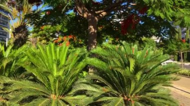 Gösterişli arvore ağacı. Kraliyet Gulmohar 'ı çiçek açtı. Delonix Regia çiçeği. Panikle kraliyet puantiyesi ağacı ve alev ağacı ya da tavus kuşu açan kırmızı ağaç 