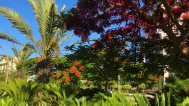Gösterişli arvore ağacı. Kraliyet Gulmohar 'ı çiçek açtı. Delonix Regia çiçeği. Panikle kraliyet puantiyesi ağacı ve alev ağacı ya da tavus kuşu açan kırmızı ağaç 