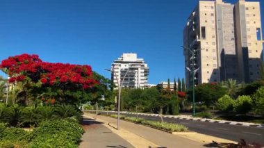 İsrail. Rishon Le Zion 1 Haziran 2024. Çiçekli sokaklar, modern yerleşim alanları. Sokakta kırmızı ağaçlar açıyor. Gayrimenkul yatırımları