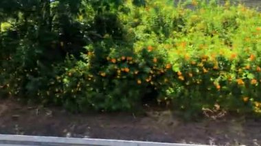  İsrail 'deki yol kenarı bitkileri, Delonix sokakları, yol boyunca çiçek açan çalılar. Bir araba penceresinden görüntüle.