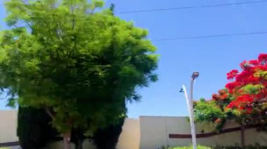  İsrail 'deki yol kenarı bitkileri, Delonix sokakları, yol boyunca çiçek açan çalılar. Bir araba penceresinden görüntüle.