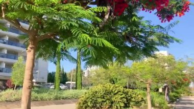 Gösterişli arvore ağacı. Kraliyet Gulmohar 'ı çiçek açtı. Delonix Regia çiçeği. Panikle kraliyet puantiyesi ağacı ve alev ağacı ya da tavus kuşu açan kırmızı ağaç 