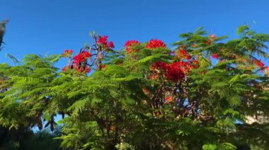 Gösterişli arvore ağacı. Kraliyet Gulmohar 'ı çiçek açtı. Delonix Regia çiçeği. Panikle kraliyet puantiyesi ağacı ve alev ağacı ya da tavus kuşu açan kırmızı ağaç 