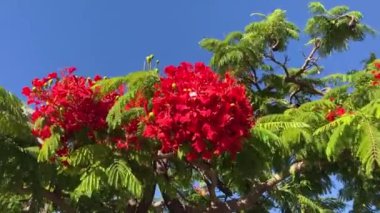 Gösterişli arvore ağacı. Kraliyet Gulmohar 'ı çiçek açtı. Delonix Regia çiçeği. Panikle kraliyet puantiyesi ağacı ve alev ağacı ya da tavus kuşu açan kırmızı ağaç 