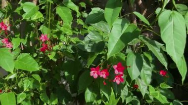 Jatropha integerrima, yaygın olarak 