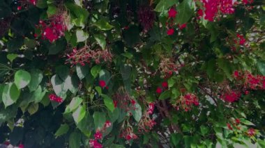 Jatropha integerrima, yaygın olarak 