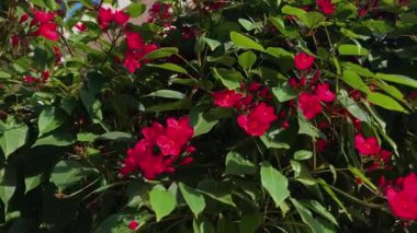 Jatropha integerrima, yaygın olarak 