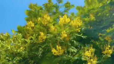 Sarı taçlı güzel Peltophorum dubium ağacı çiçeği 