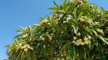 Yeşil Yeşile Karşı Parlak Plumeria alba Çiçekleri