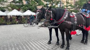 Krakow Polonya 2 Mayıs 2024 Güzel atlar, madalyalı bir atın ağzı. Geleneksel bir at arabasının atları. Kraliyet şehri, vagonlar - turist taşımacılığı