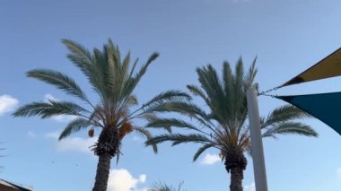 Hurma ağaçları, yeşil papağanlar, hurma ağaçları. Vahşi doğada halka boyunlu papağanlar.
