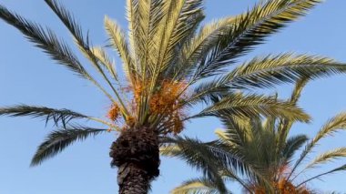 Hurma ağaçları, yeşil papağanlar, hurma ağaçları. Vahşi doğada halka boyunlu papağanlar.