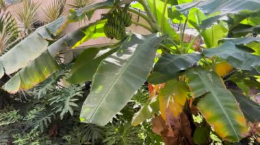 Ağaçta yetişen küçük muzlar. Muz tarlasında yeşil tropikal muz meyveleri. Güzel yeşil muzlar ağaçta yetişir.