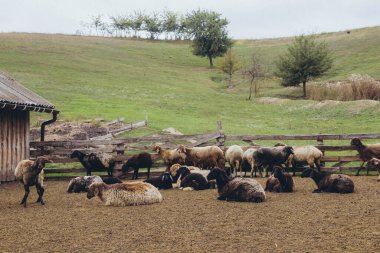 Çitin önündeki ahırda koyun var.