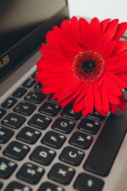 red gerbera is lying on the laptop keyboard, close-up clipart