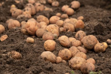 Kırsal alanda taze, kırmızı, organik patates hasadı. Çevre yiyecekleri.