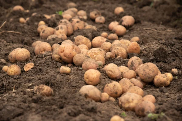 国のフィールドの地面に新鮮な 有機ジャガイモの収穫 エコフード — ストック写真
