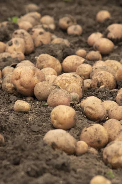 国のフィールドの地面に新鮮な 有機ジャガイモの収穫 エコフード — ストック写真