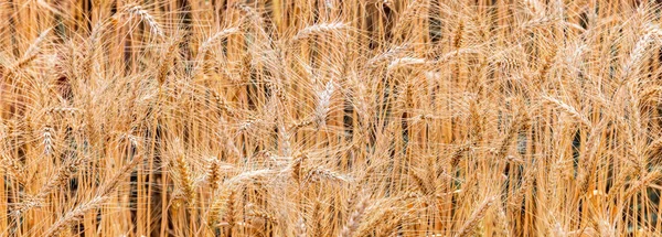 Barley field texture and background, Harvest of wheat Texture of wheat, Gold wheat field, Barley field plantation.