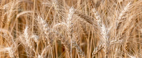 Barley field texture and background, Harvest of wheat Texture of wheat, Gold wheat field, Barley field plantation.