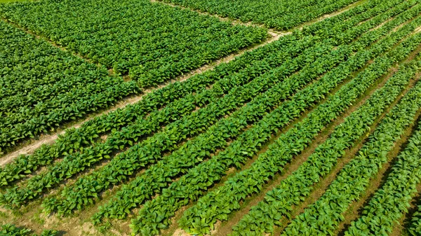 空中观察青烟苗圃 烟草苗圃种植烟叶作物 — 图库照片