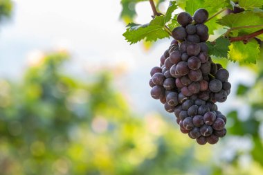 Üzüm hasadı, sonbaharda günbatımında üzüm bağları sonbaharda olgun üzümler, gün batımında olgun üzümlerle dolu üzüm bağları, sonbahar hasadında üzüm bağları. Sonbaharda olgun üzümler.