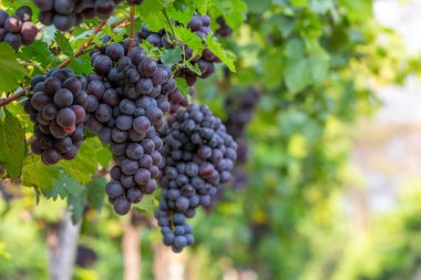 Üzüm hasadı, sonbaharda günbatımında üzüm bağları sonbaharda olgun üzümler, gün batımında olgun üzümlerle dolu üzüm bağları, sonbahar hasadında üzüm bağları. Sonbaharda olgun üzümler.