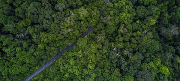 Aerial view green forest road, Road through the green forest, Aerial top view forest road, Texture of forest view from above, Ecosystem and ecology environment and background.
