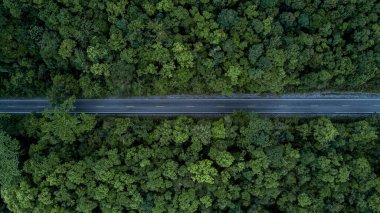 Ormanın ortasındaki hava manzaralı yol, Yeşil Orman Macerası 'ndan geçen üst görüş yolu, Ekosistem Ekolojik Sağlıklı Çevre Seyahati.