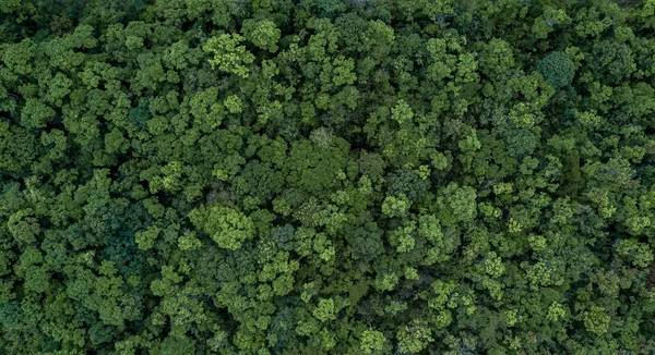 Aerial Top View Green Forest Tree Texture Background Tropical Rainforest — Stock Photo, Image