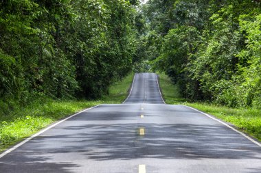 Yanında ağaçlar olan kır yolu, ortasında asfalt yol olan yeşil yemyeşil orman, doğaya giden yol..