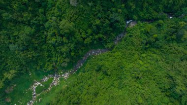 Gökyüzü manzaralı tropikal yeşil orman ve nehir, arka planda dağlar, nehirden ve ormandan yeşil orman manzarası.