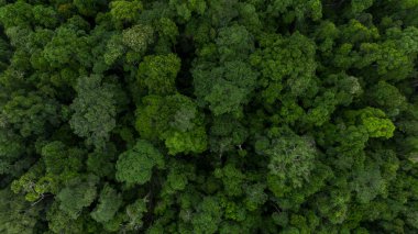 Asyalı tropikal orman ağacı, Güneydoğu Asya 'daki tropik orman ormanı, yukarıdan yeşil ağaç manzarasının dokusu ve arkaplanı..