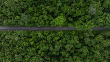 Asyalı tropikal yağmur ormanlarındaki asfalt yol ormanı, Güneydoğu Asya 'daki tropikal orman ormanı, yukarıdan yeşil ağaç manzarasının dokusu ve arka planı.