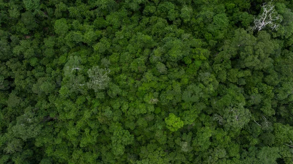 Aerial Felső Nézet Ázsiai Trópusi Esőerdő Zöld Erdő Trópusi Dzsungel — Stock Fotó