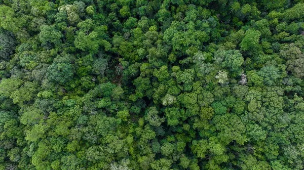 Letecký Pohled Shora Lesní Zelený Strom Deštný Prales Ekosystém Zdravé — Stock fotografie