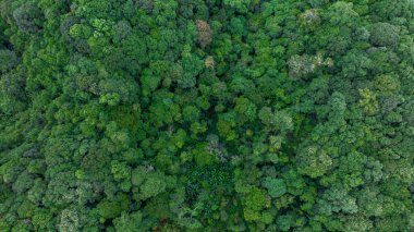 Gökyüzü manzaralı yeşil ağaç, yağmur ormanı ekosistemi ve sağlıklı çevre arka planı, yeşil ağaç ormanı dokusu, yukarıdan orman manzarası.