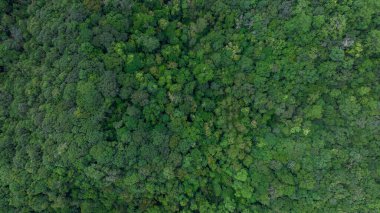Gökyüzü manzaralı yeşil ağaç, yağmur ormanı ekosistemi ve sağlıklı çevre arka planı, yeşil ağaç ormanı dokusu, yukarıdan orman manzarası.