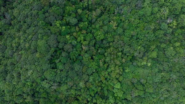 Vista Aérea Superior Árvore Verde Floresta Ecossistema Floresta Tropical Ambiente — Fotografia de Stock