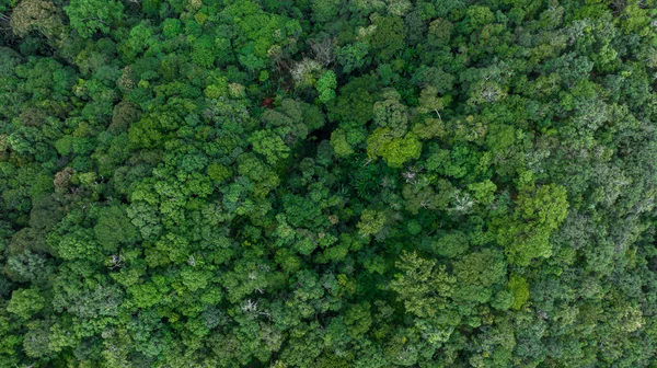 空中俯瞰森林绿树 雨林生态系统和健康的环境背景 绿树森林的结构 从上方俯瞰森林 免版税图库图片