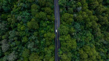 Orman yolu üzerinde asfalt yol ve orman, dağın ortasındaki yol, yeşil orman ve dağdan geçen kırsal yol..