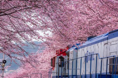 Yeojwacheon deresi, Jinhae Gunhangje festivali, Jinhae, Güney Kore, Güney Kore, Güney Kore 'de trenin açtığı kiraz çiçeği Güney Kore' nin popüler kiraz çiçeğidir..