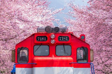 Yeojwacheon deresi, Jinhae Gunhangje festivali, Jinhae, Güney Kore, Güney Kore, Güney Kore 'de trenin açtığı kiraz çiçeği Güney Kore' nin popüler kiraz çiçeğidir..