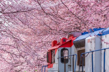 Yeojwacheon deresi, Jinhae Gunhangje festivali, Jinhae, Güney Kore, Güney Kore, Güney Kore 'de trenin açtığı kiraz çiçeği Güney Kore' nin popüler kiraz çiçeğidir..