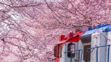 Yeojwacheon deresi, Jinhae Gunhangje festivali, Jinhae, Güney Kore, Güney Kore, Güney Kore 'de trenin açtığı kiraz çiçeği Güney Kore' nin popüler kiraz çiçeğidir..