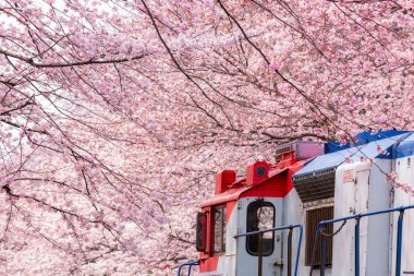 Yeojwacheon deresi, Jinhae Gunhangje festivali, Jinhae, Güney Kore, Güney Kore, Güney Kore 'de trenin açtığı kiraz çiçeği Güney Kore' nin popüler kiraz çiçeğidir..