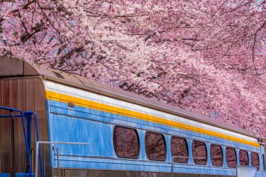 Yeojwacheon deresi, Jinhae Gunhangje festivali, Jinhae, Güney Kore, Güney Kore, Güney Kore 'de trenin açtığı kiraz çiçeği Güney Kore' nin popüler kiraz çiçeğidir..