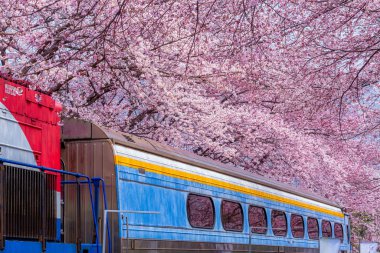 Yeojwacheon deresi, Jinhae Gunhangje festivali, Jinhae, Güney Kore, Güney Kore, Güney Kore 'de trenin açtığı kiraz çiçeği Güney Kore' nin popüler kiraz çiçeğidir..