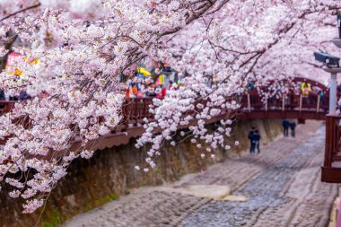 Yeojwacheon deresi, Jinhae Gunhangje festivali, Jinhae, Güney Kore, Güney Kore, Güney Kore 'de trenin açtığı kiraz çiçeği Güney Kore' nin popüler kiraz çiçeğidir..